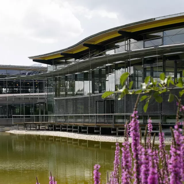 Pinke Blumen am See der OTH Regensburg