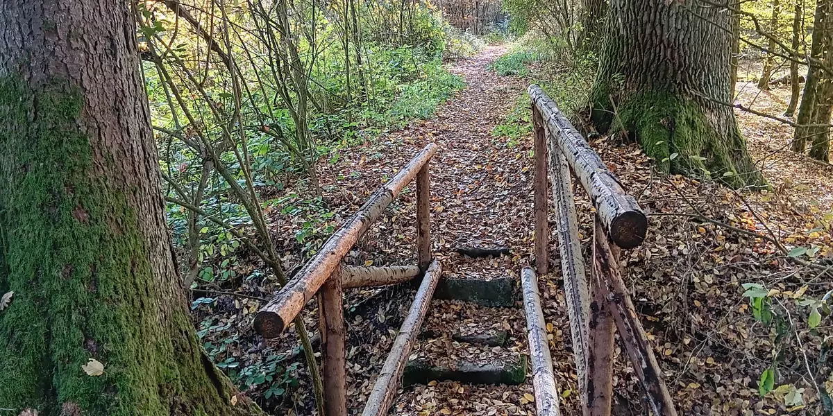 Ein Weg im Wald