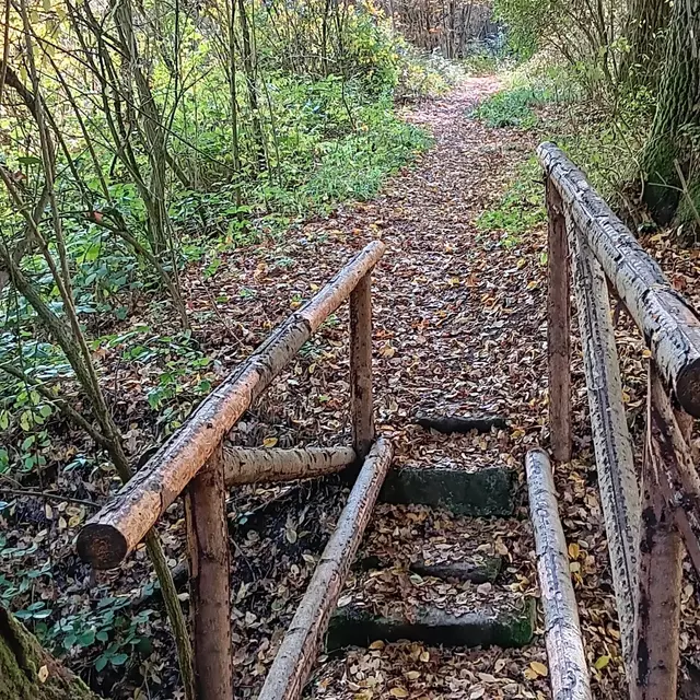 Ein Weg im Wald