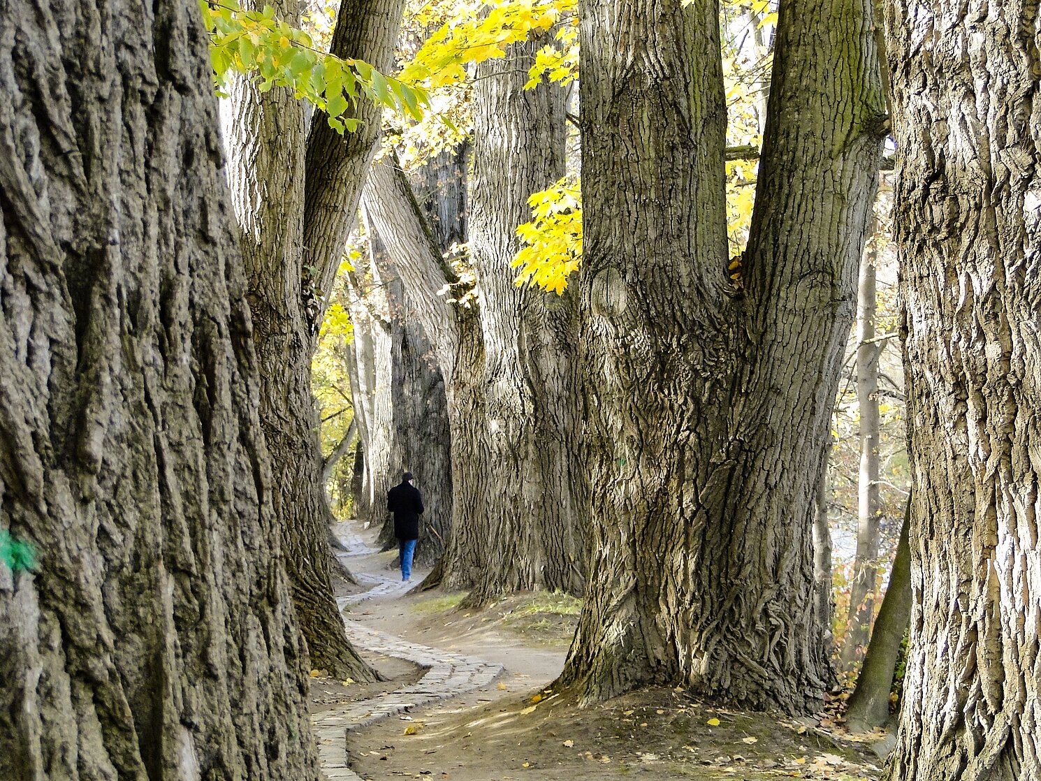 Während ihres Austauschjahres an der OTH Regensburg hat sich Fjolla Muçaj auch außerhalb der Seminare engagiert und an verschiedenen Aktivitäten auf dem Campus teilgenommen. Mit diesem Bild der Pappelallee Oberer Wöhrd in Regensburg hat sie z. B. 2019 den Fotowettbewerb des Akademischen Auslandsamts gewonnen. 
