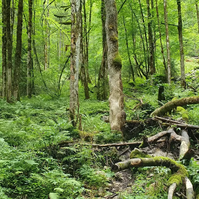 Blick in einen grünen Laubwald. 