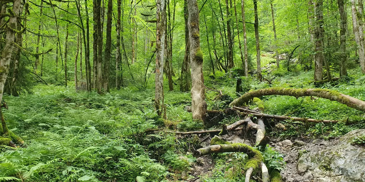 Blick in einen grünen Laubwald. 