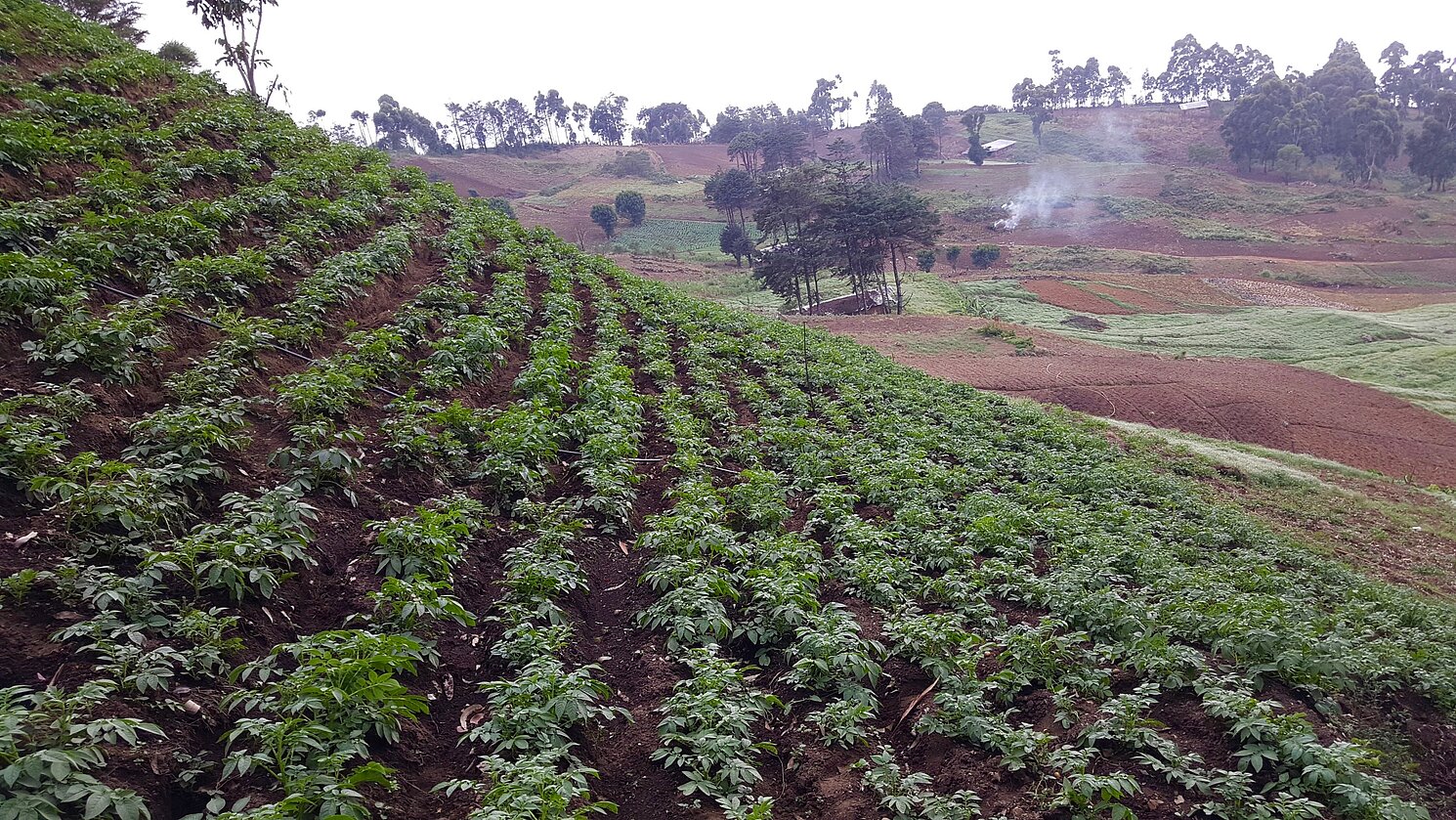 In M’muock, Kamerun, unterstützt Green Step eine Initiative der Operation Green Space. Neu angepflanzte Bäume sollen die stark degradierte M’muock-Landschaft und das Wassereinzugsgebiet wiederherstellen.