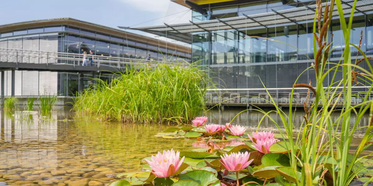 Blühende Seerosen am See der OTH Regensburg