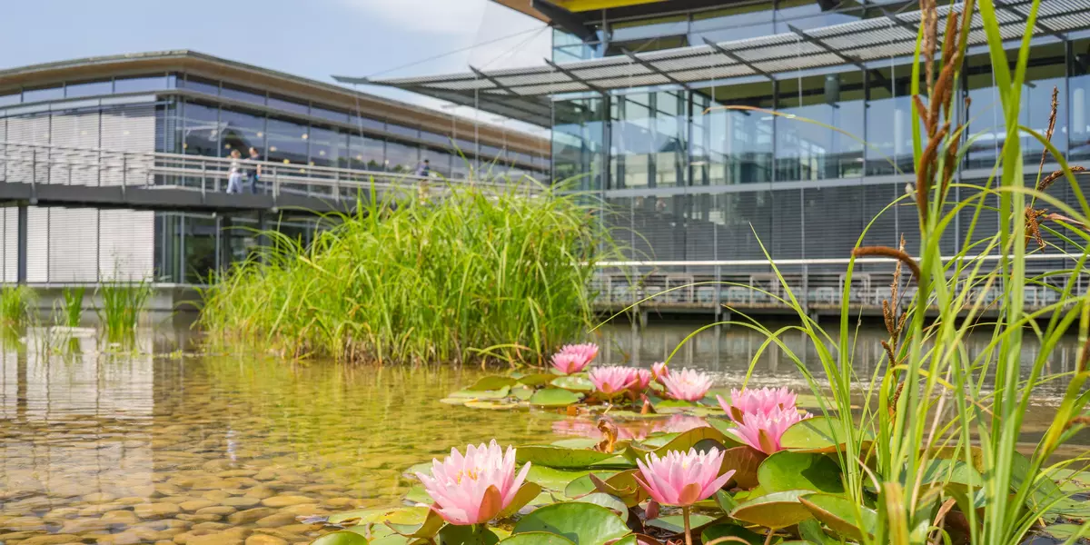 Blühende Seerosen am See der OTH Regensburg
