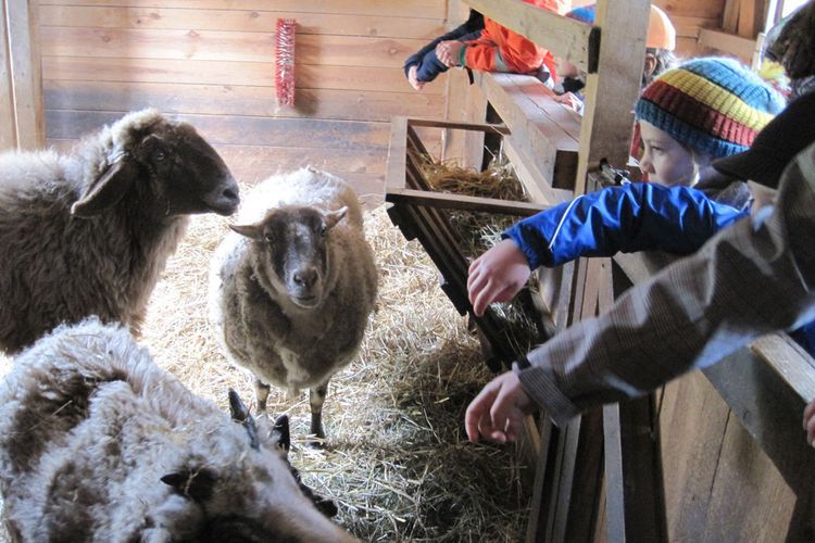Bei einem Besuch auf der Kinder- und Jugendfarm gab es Streicheleinheiten für die Tiere.